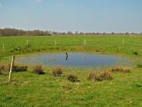 NL, Drenthe, Aa en Hunze, Geelbroek 3, Saxifraga-Hans Dekker